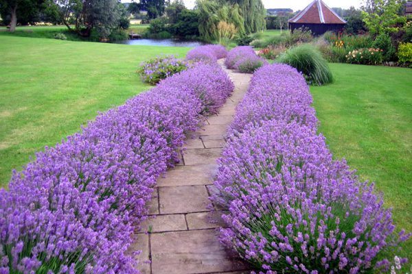 garden paths and paving lavender pond