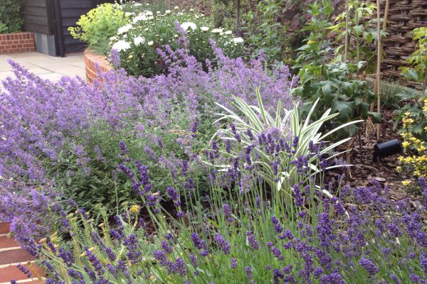 planting and soft landscaping lavender